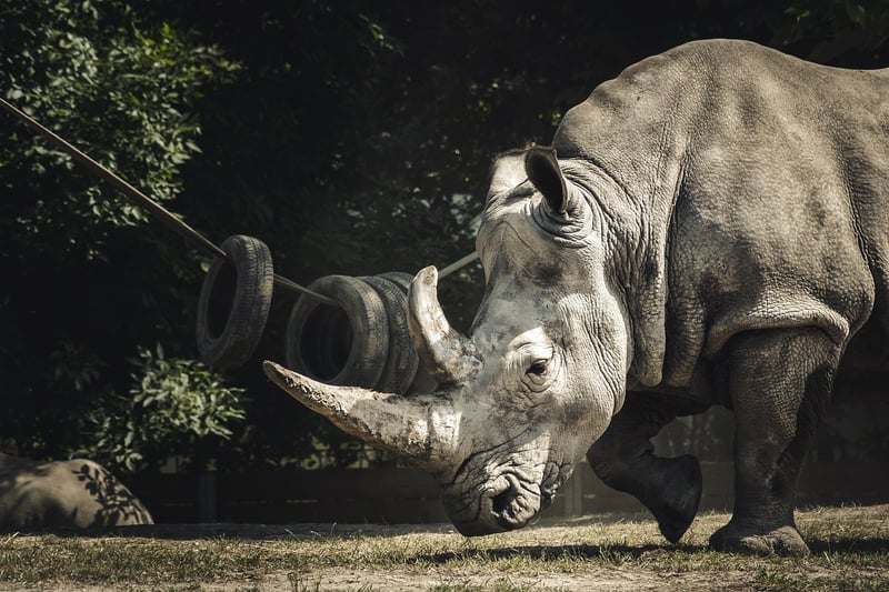 Animal Conservation